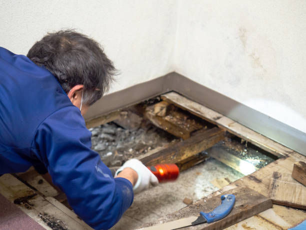 Best Mold Remediation  in Vidalia, LA